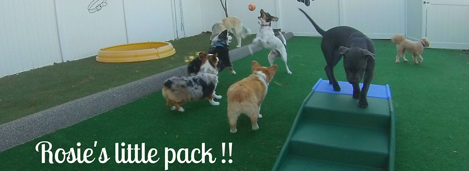 Rosie&#39;s Doggie Daycare | Premiere Daycare, Grooming, Training, Walking and more in Oakville